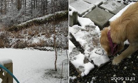 雪げしき♪でもワン達は仲良しです