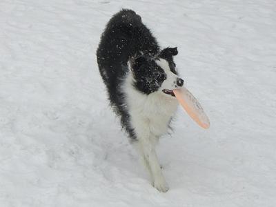 雪の中のドッグスポーツDayでした