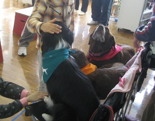 小学校での動物介在活動の一コマ