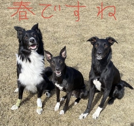 犬のしつけは日々の積み重ねと愛情から