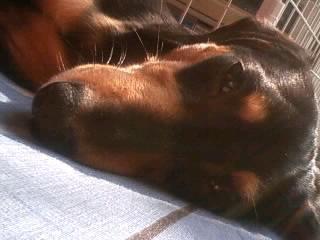 今日は睡魔の勝利