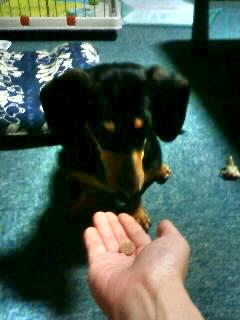 待ては得意だけど