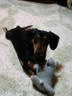 新しいおもちゃ見～つけた(*^_^*)