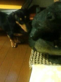 新しいお友達♪