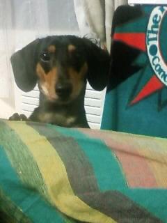 ミ―アキャット?