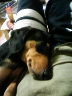 甘えん坊復活!と思いきや…