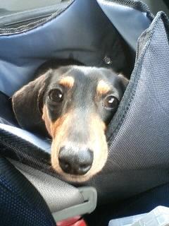 「わ」ナンバーに御用心(´Ａ｀)