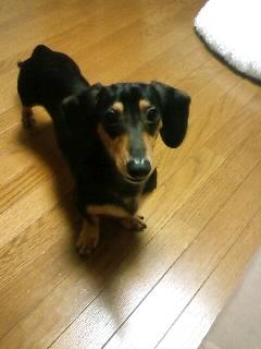 思いっきり親バカです(-.-;)