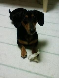 トイレの新しい仲間達