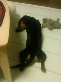 またしても不貞寝