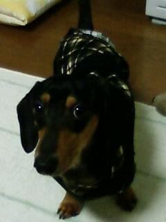 秋の装いラオウバ―ジョン