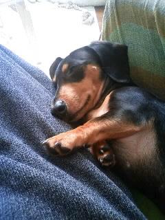 お昼中も離れません