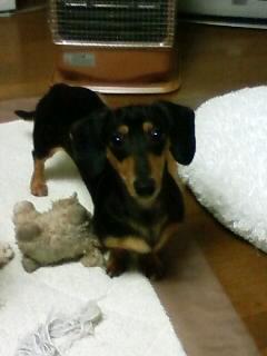 「遊んでよ～」って眼差しです！