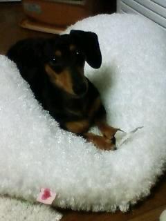 困った寒がり君！