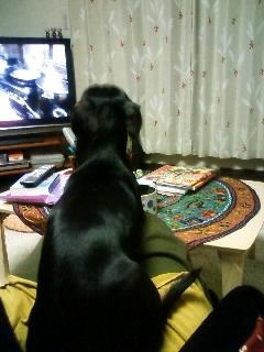 本日2度目。まったりラオウ君