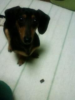 本日3回目おねだりラオウ君