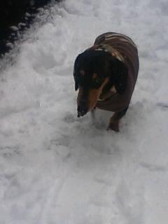 ヘナちょこラオウ君！