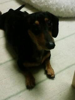 お行儀良いの？