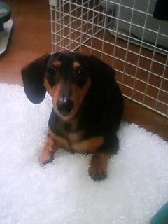 お留守番イヤだ～！