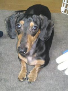 お行儀の良いラオウ