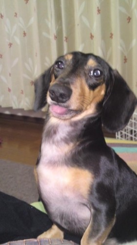 なんだ(`ヘ´)その態度は!