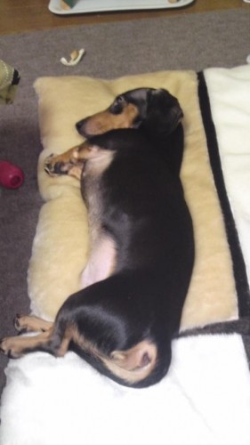 はんぶんこ(^O^)