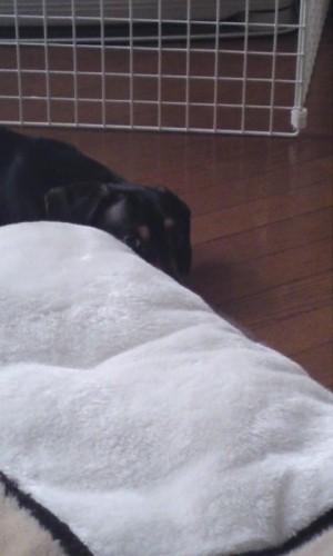 ラオウのボヤキ