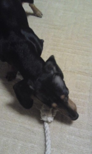 季節外れの綱引き