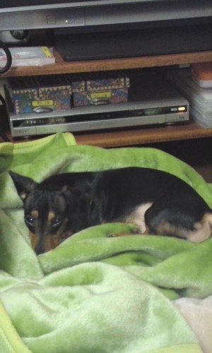 お気に入りに埋まって♪