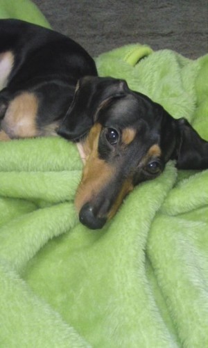 今日もラオウのボヤキ