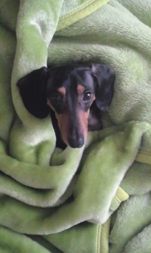 朝の苦手なラオウです