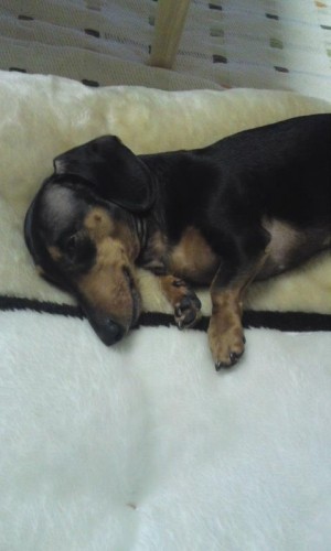 ４コマラオウ！