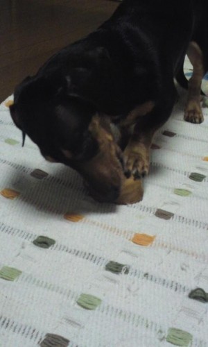 ラオウ格闘中！