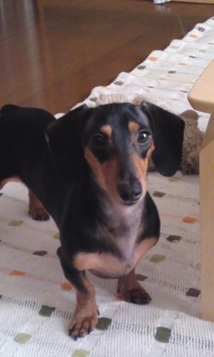 模様替え（ラオウの感想）