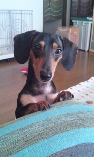 ひょこ(゜∇゜)