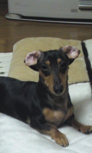 ご主人様の失態