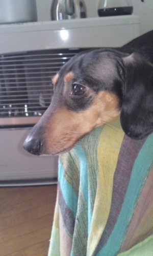 帯広からの来客