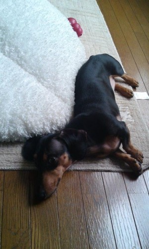 俺のフカフカ！