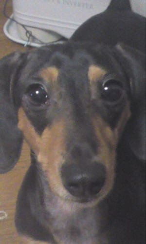 久々のアップと新商品