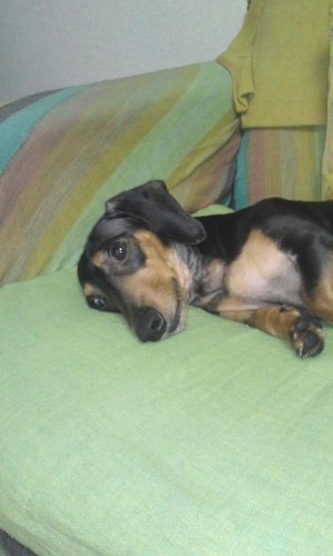 暑い～(￣○￣;)