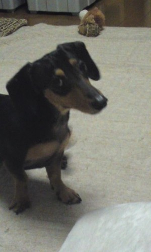 音はすれども・・・