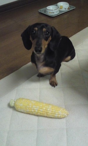 待ってました(^_^)v