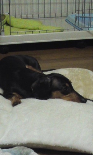 暑いですね～(>_<)