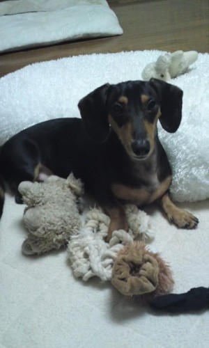 ラオウが怒ってる～！