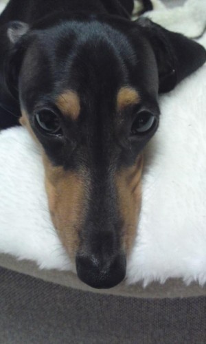 久しぶりの４コマラオウ！