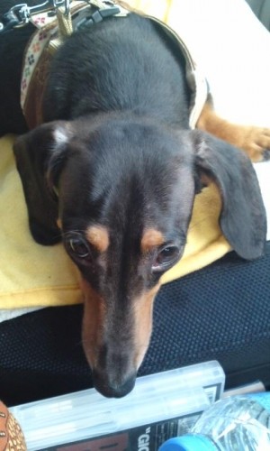 お疲れラオウ君