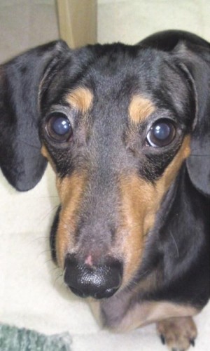 名誉（？）な負傷