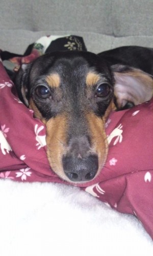 新たなお気に入り