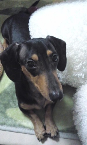 ちょっと～！ご主人様～！