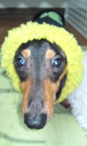 特製ラオウパ―カ―